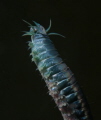   This beautiful metallic blue Polychaete Neanthes Virens good swimmer. swimmer  